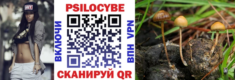 Псилоцибиновые грибы Psilocybe  Дербент 